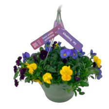 Violen hanging basket